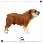 بول داگ تیره مک توی